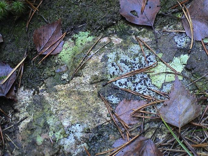 Natur 0151.JPG